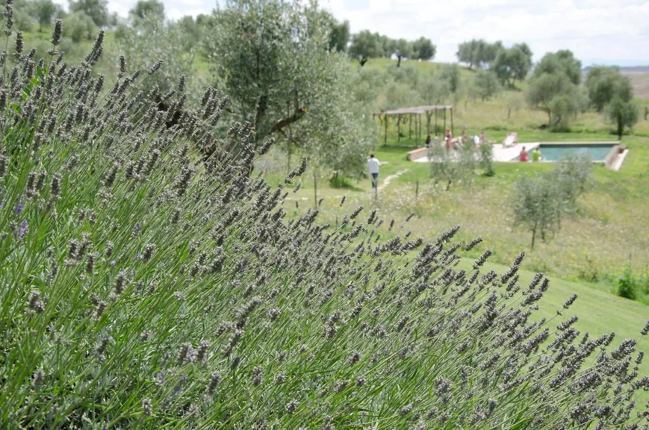 The Lazy Olive Villa - Podere Finerri Asciano Holiday home