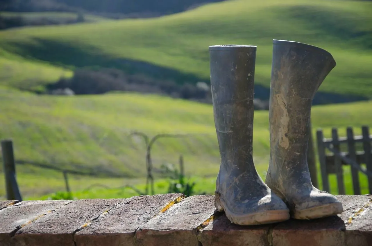 Holiday home The Lazy Olive Villa - Podere Finerri Asciano